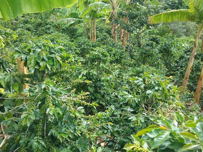 EL EDÉN