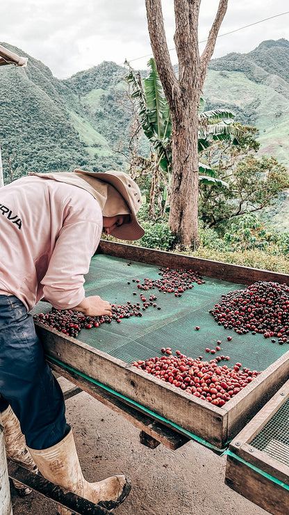 LA RESERVA WUSH WUSH | LIMITED EDITION 60g TIN