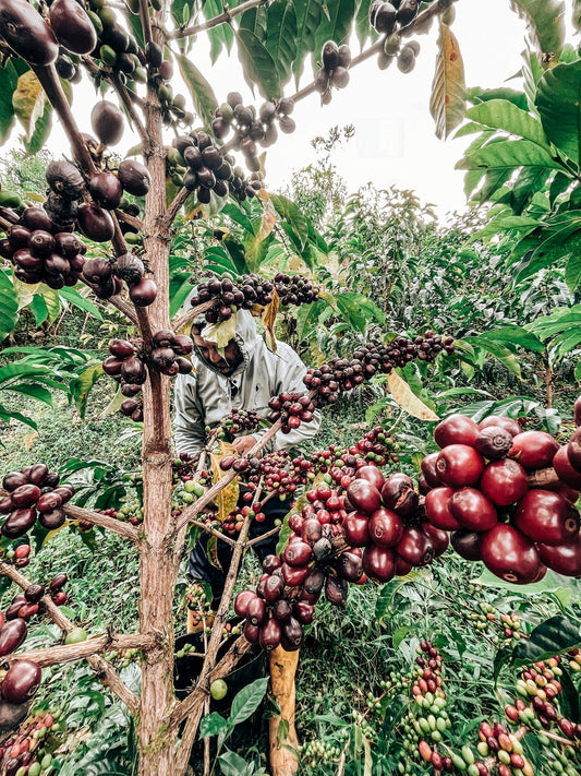 LA RESERVA WUSH WUSH | LIMITED EDITION 60g TIN