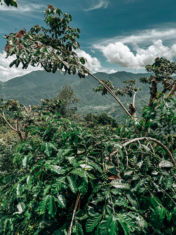 MEXICO PLAN LIBERTAD MARAGOGYPE | ROASTER’S CHOICE