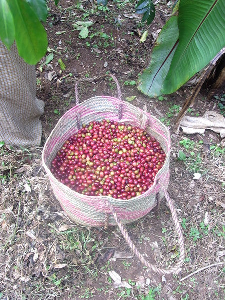 ETHIOPIA YIRGACHEFFE ETHIOCO COOP