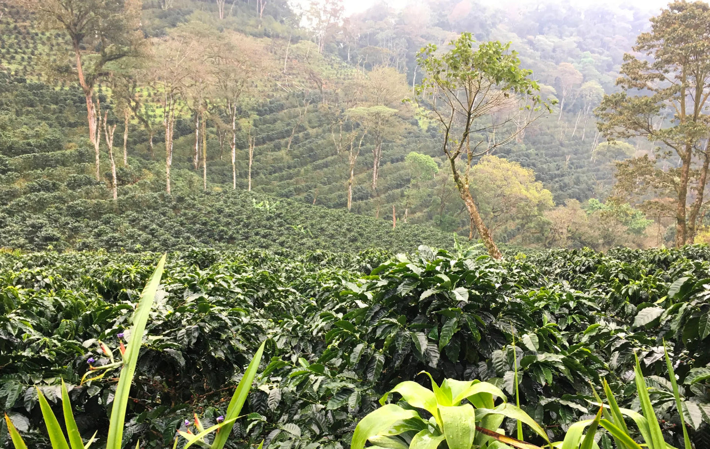 NICARAGUA LAS NARANJAS