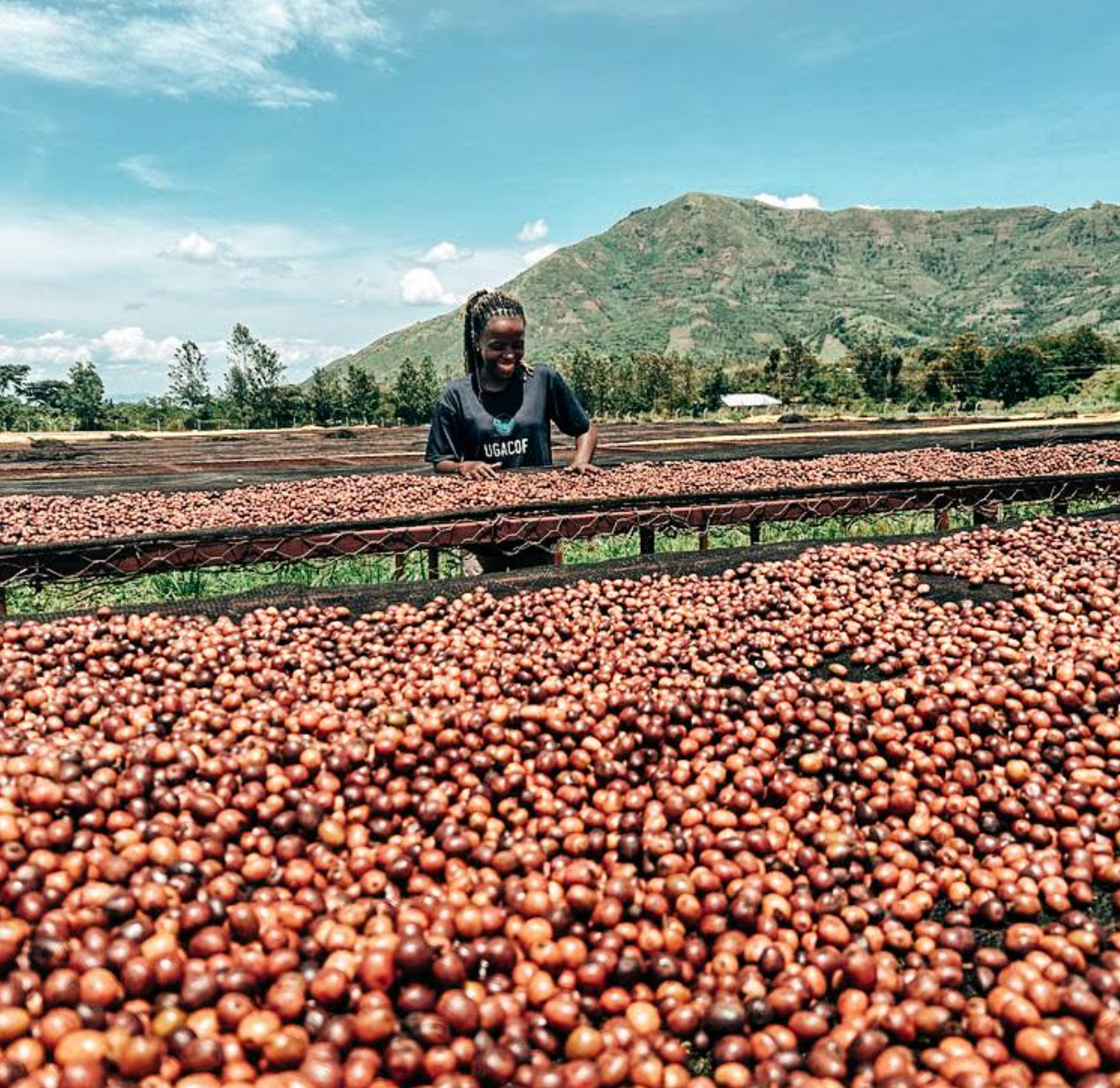 UGANDA | DRUGAR | NATURAL