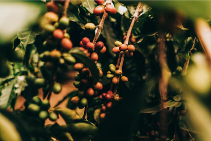UGANDA | DRUGAR | NATURAL