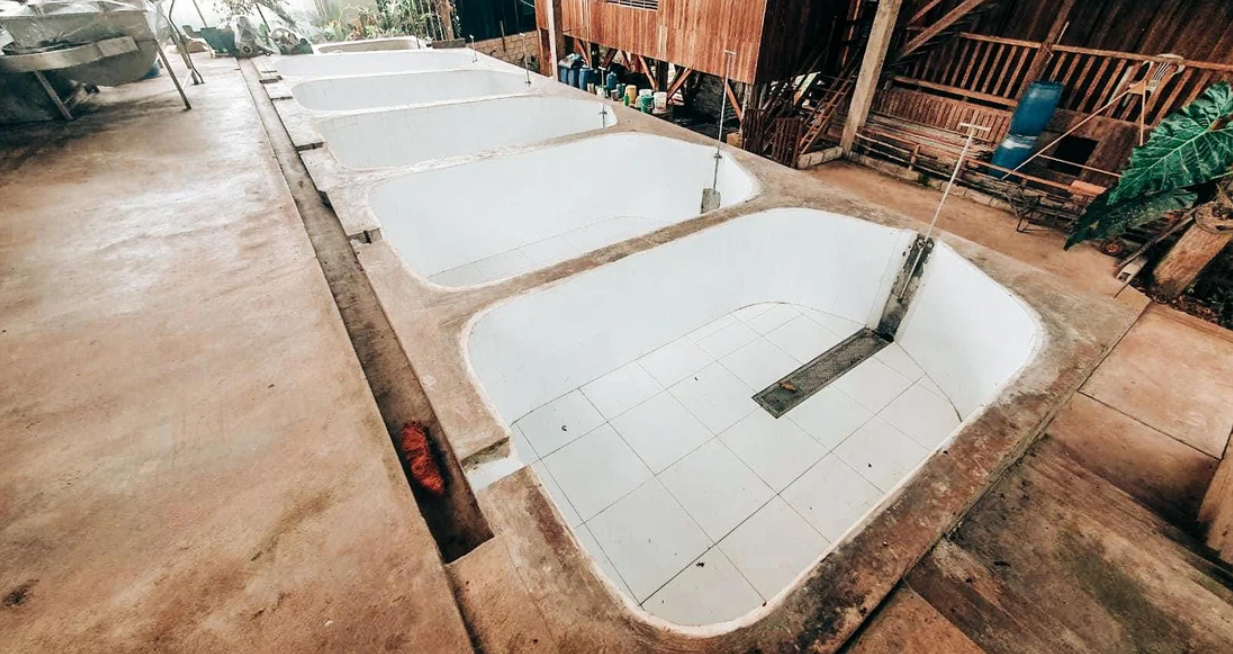 PERU | LLAVE DE ORO | WASHED