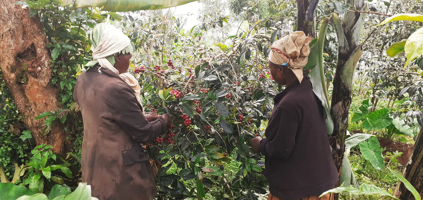 UGANDA MAGASI