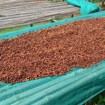 ETHIOPIA | GUJI KERCHA | WINE PROCESS