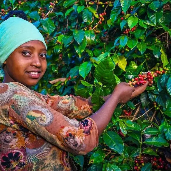 ETHIOPIA | GUJI KERCHA | WINE PROCESS