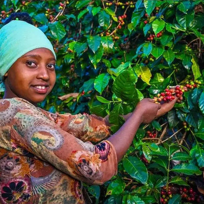 ETHIOPIA | GUJI KERCHA | WINE PROCESS