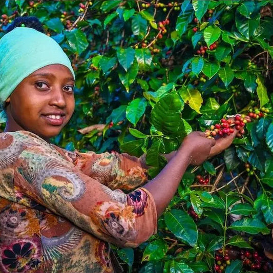 ETHIOPIA | GUJI KERCHA | WINE PROCESS