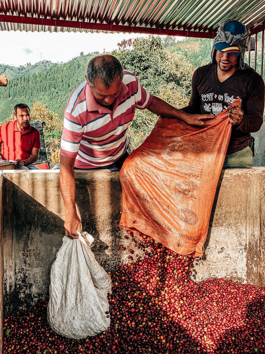 COLOMBIA NIMBUS PINK BOURBON | DECAF