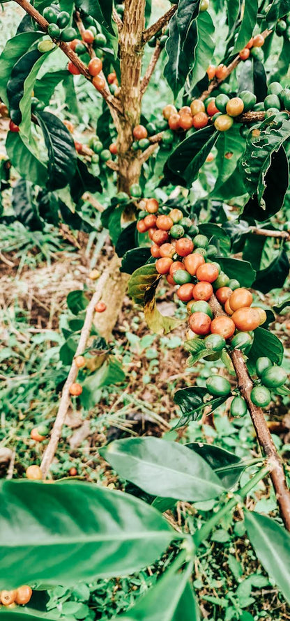 COLOMBIA WBP-00 CASTILLO | LIMITED EDITION 60g TIN