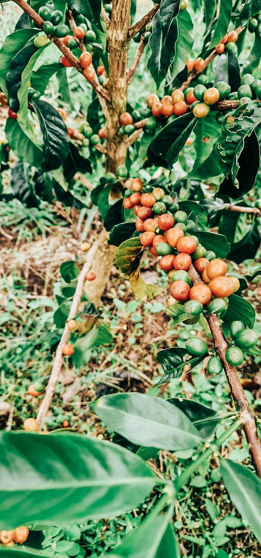 COLOMBIA WBP-00 CASTILLO | LIMITED EDITION 60g TIN