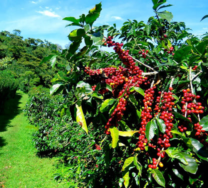 WAGHI VALLEY VILLAGE LOT