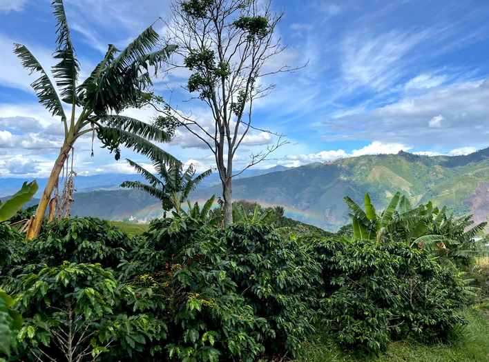 Ombligon | Colombia – El Jaragual