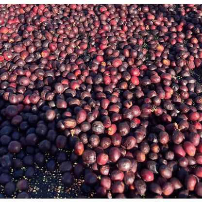 BRAZIL | FAZENDA SANTA ROSA | NATURAL