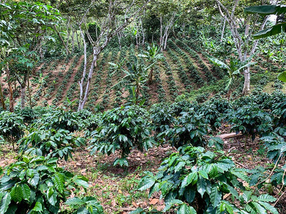 NICARAGUA LAS NARANJAS