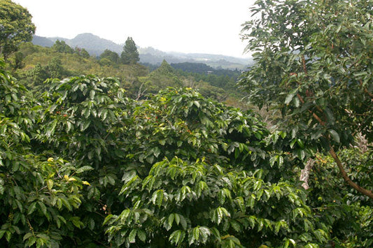 GUATEMALA CONEBOSQUE