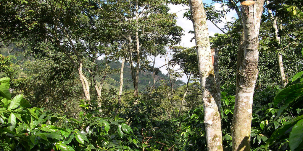 GUATEMALA CONEBOSQUE