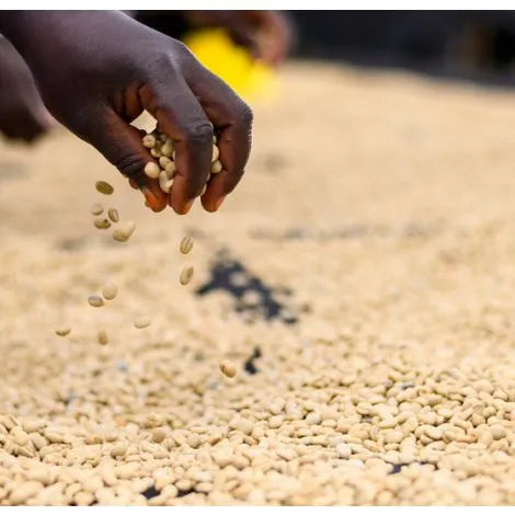 KENYA | AB KAMUNDU ESTATE | WASHED