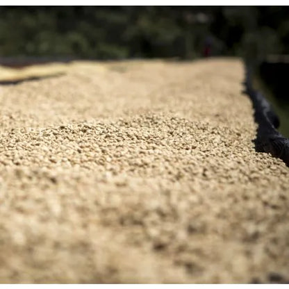 KENYA | AB KAMUNDU ESTATE | WASHED
