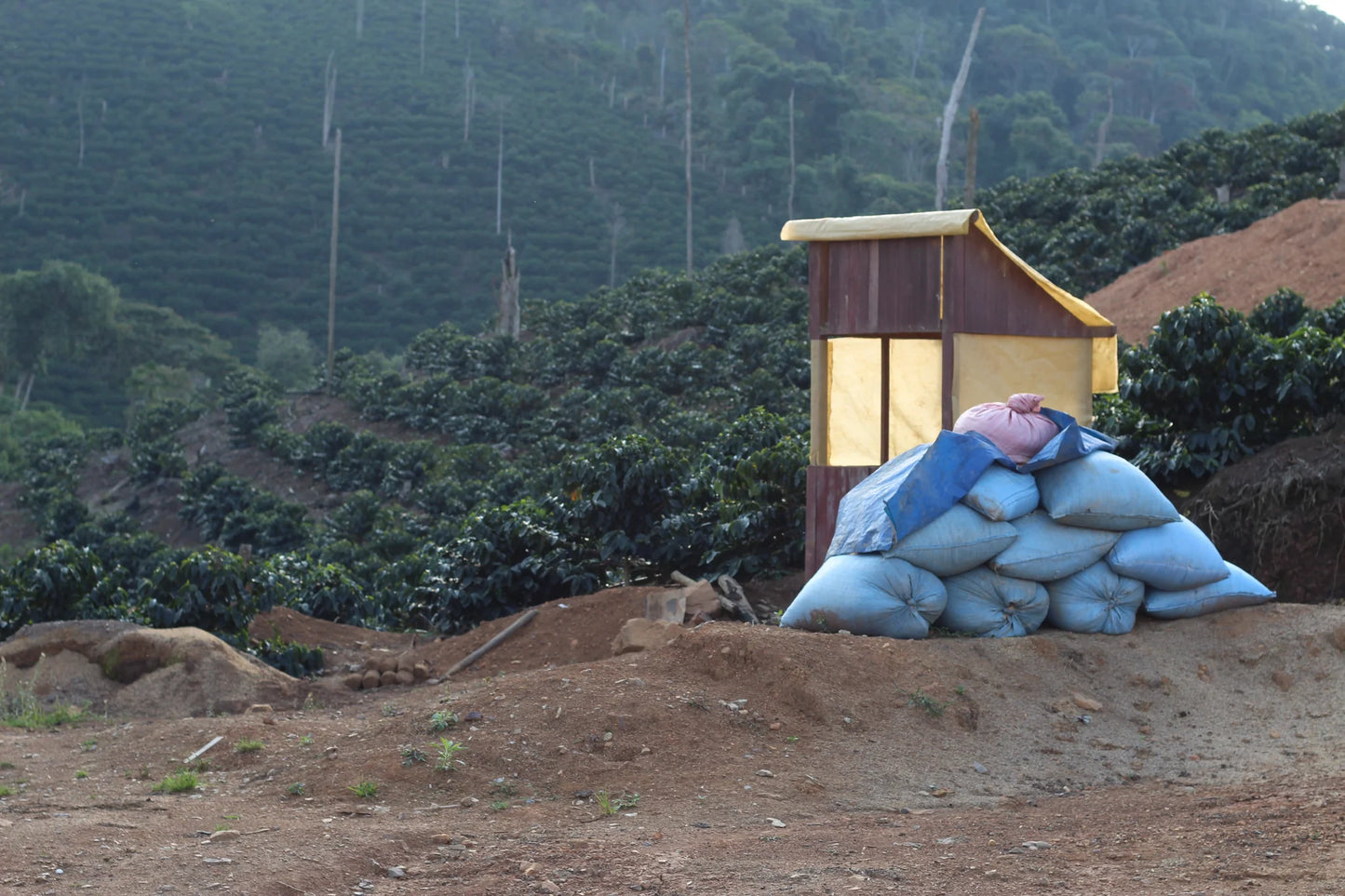 Bags of coffee parchment at a smallholder farm in Caranavi, Bolivia.