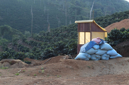 Bags of coffee parchment at a smallholder farm in Caranavi, Bolivia.