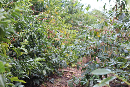 Coffee trees laden with cherries along a farm path in Caranavi, Bolivia.