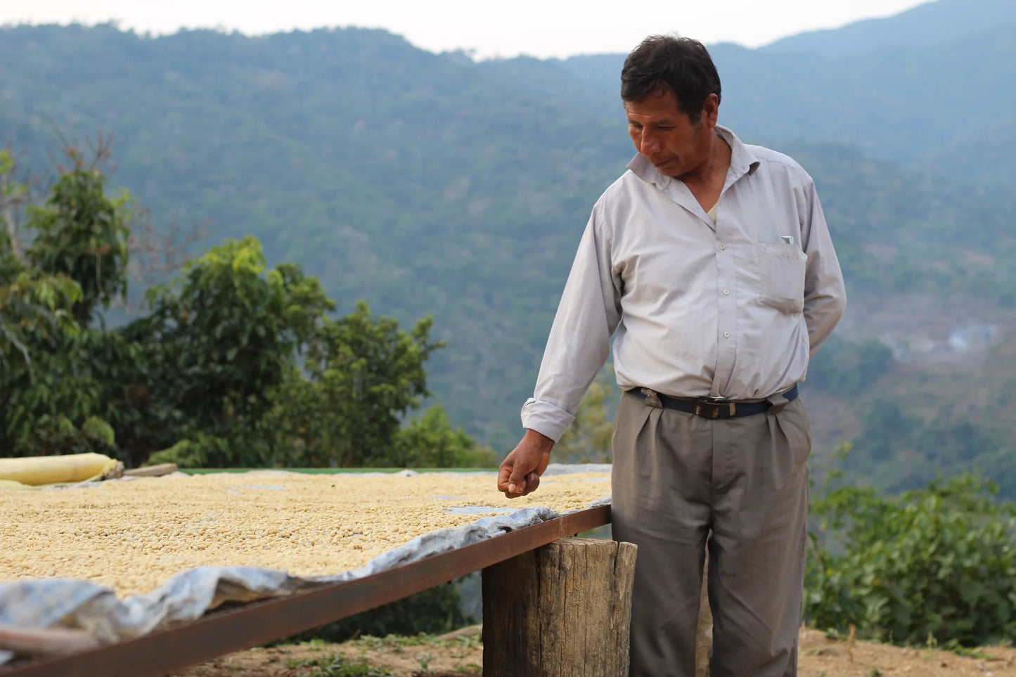 Producer inspecting washed parchment coffee drying on raised beds in Caranavi, Bolivia.