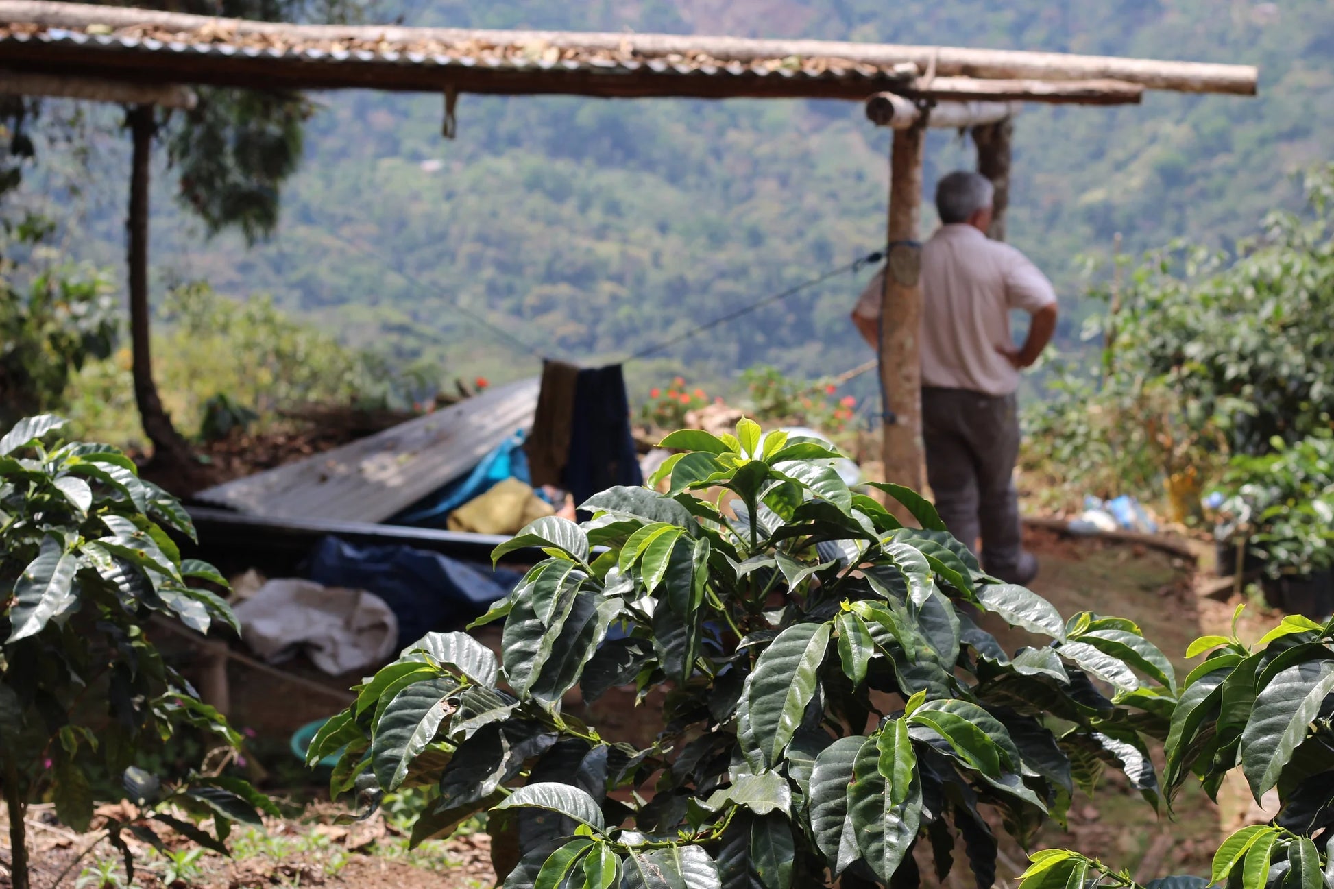 Farm shelter and young coffee growth overlooking the Yungas valley in Bolivia.