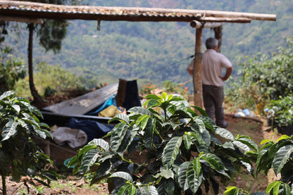 Farm shelter and young coffee growth overlooking the Yungas valley in Bolivia.