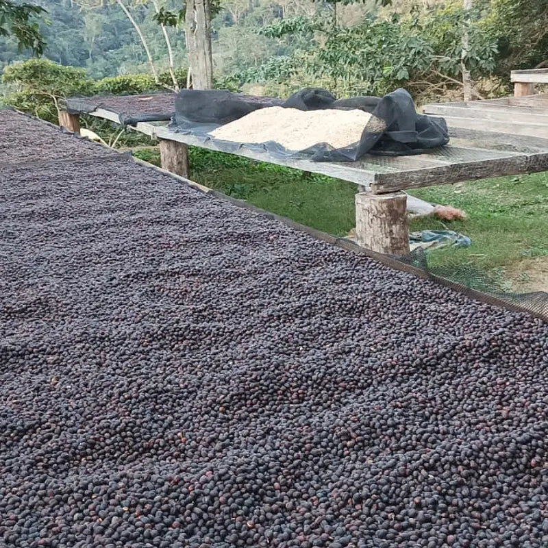 Whole coffee cherries drying on raised beds at a cooperative in Caranavi, Bolivia.