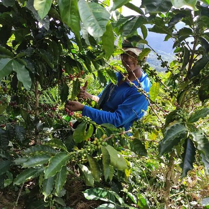 Coffee farmer selectively harvesting ripe red cherries at San Juan Cooperative, Caranavi, Yungas, Bolivia.
