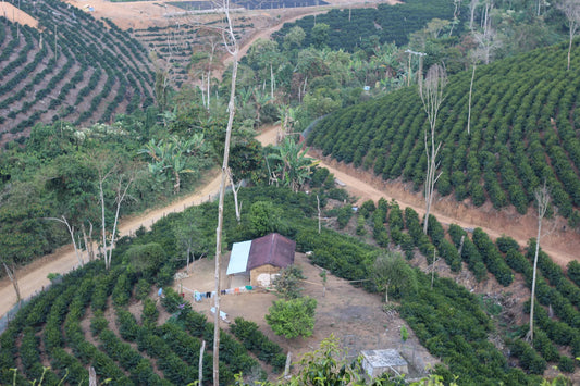Smallholder plot with terraced coffee rows in Caranavi, Yungas, Bolivia.