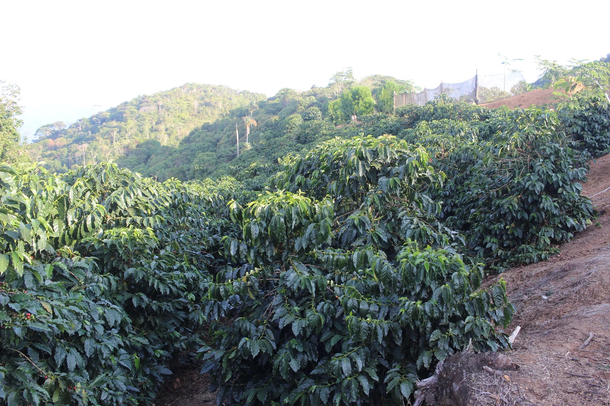 Coffee canopy on a hillside in the Yungas region of Bolivia.