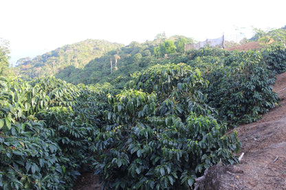 Coffee canopy on a hillside in the Yungas region of Bolivia.