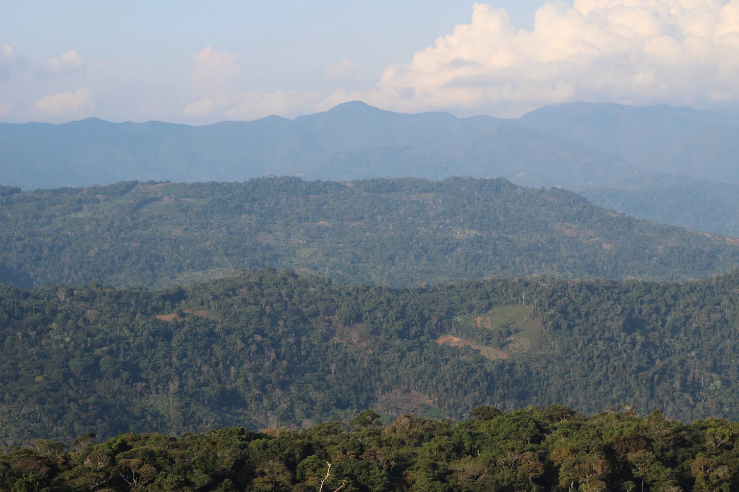 Forested slopes of the Yungas near Caranavi, Bolivia. The country’s coffee heartland.