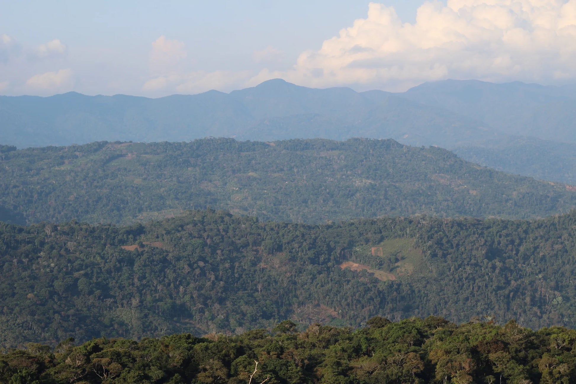 Forested slopes of the Yungas near Caranavi, Bolivia. The country’s coffee heartland.